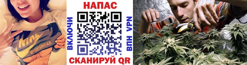 Каннабис сатива Чишмы
